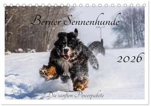 Berner Sennenhunde - Die sanften Powerpakete (Tischkalender 2026 DIN A5 quer), CALVENDO Monatskalender: Ein Einblick in die tollste Rasse der Welt. (CALVENDO Tiere)