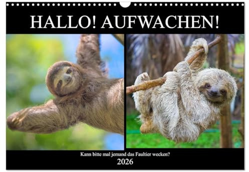 Hallo! Aufwachen! Kann bitte mal jemand das Faultier wecken? (Wandkalender 2026 DIN A3 quer), CALVENDO Monatskalender: Abhängen! Das ganzes Leben lang! (CALVENDO Tiere)