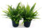 POWERS TO FLOWERS - FELCE DA INTERNO 2 PIANTE, PIANTE PURIFICA ARIA, vaso 12 cm, piante vere