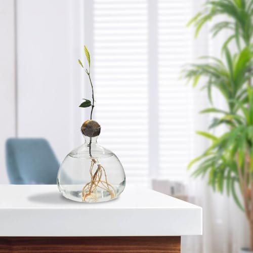 Vase à d'avocat – Kit de Culture d'avocatier | Vase à d'avocat | Vase en Verre Polyvalent pour Arbre de Culture | Vase Transparent et élégant pour Avocat, Gland et ail