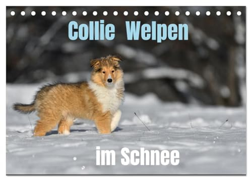 Collie Welpen im Schnee (Tischkalender 2026 DIN A5 quer), CALVENDO Monatskalender: Tobende Collie Welpen im Winter (CALVENDO Tiere)