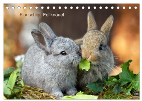 Flauschige Fellknäuel (Tischkalender 2026 DIN A5 quer), CALVENDO Monatskalender: Kleine Kaninchenbabies, große Freude (CALVENDO Tiere)