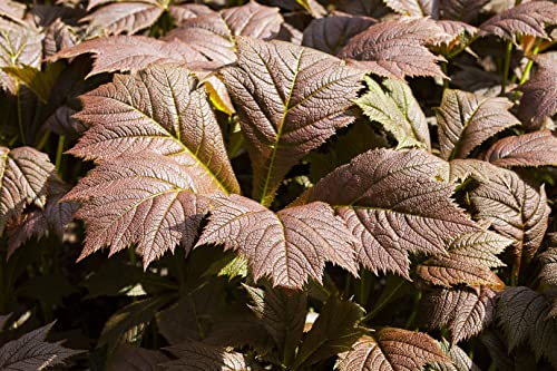 Rodgersia podophylla 'Rotlaub' ca. 11x11 cm Topf - Schaublatt, rote Blätter, dekorativ im Halbschatten, ideal für Rabatten, pflegeleicht und winterhart