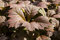 Rodgersia podophylla 'Rotlaub' ca. 11x11 cm Topf - Schaublatt, rote Blätter, dekorativ im Halbschatten, ideal für Rabatten, pflegeleicht und winterhart