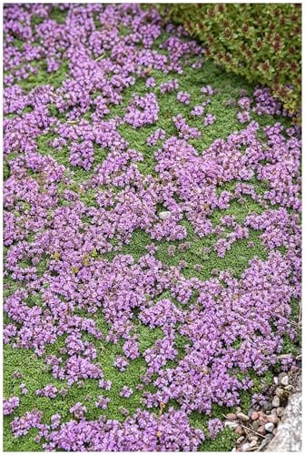 Stauden Gänge 3 x Thymus praecox 'Minor' Teppich winterhart | Immergrüner Bodendecker für Sonne, Blüte Mai bis Juli, mehrjährig, 9x9 cm Topf