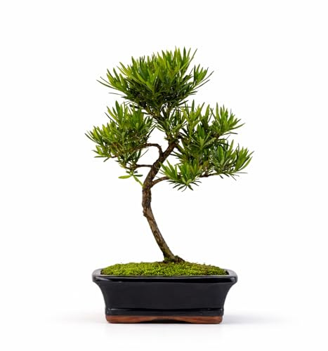 Podocarpus Bonsai Tree – Indoor Evergreen Bonsai Plant in 15cm pot – Real Mini Tree in Ceramic Pot – Easy Care Live Bonsai Gift for Home & Office