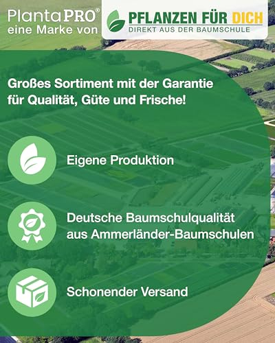 Deutzia gracilis 10–15 cm – Winterhart, Mehrjährig, Pflegeleicht – Maiblumenstrauch – Zierstrauch für Garten & Beet