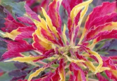 Stk - 20x Blatt-Amaranth-Fuchsschwanz Samen Garten Pflanze Strauch KS342 - Seeds & Plants Shop by Ipsa