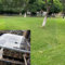 Paneles de policarbonato para invernaderos, Paneles para pequeños Jardines botánicos, Paneles para expositores de Cultivo, adecuados para Parques tecnológicos agrícolas, Jardines Interiores. ( Size :