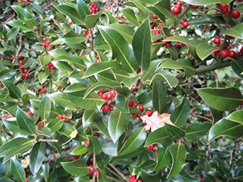 Ilex aquifolium Alaska - Stechpalme Alaska - Größe 100-120 cm