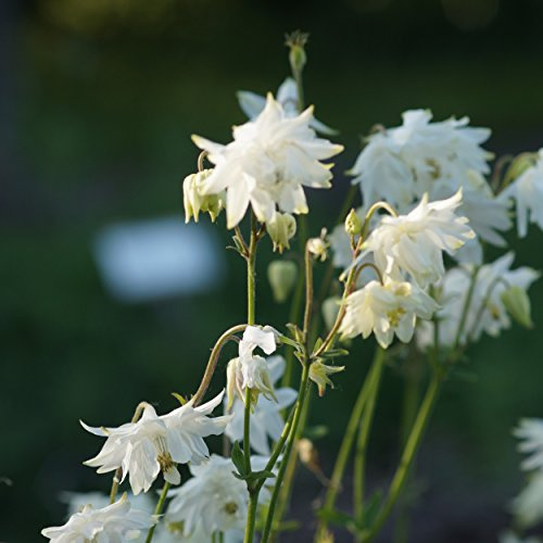 Blumixx Stauden Aquilegia vulgaris plena 'Green Apple' – Akelei, zartgrün-weiß blühende winterharte Staude, langlebig & pflegeleicht, für Beet, Vorgarten & schattige Lagen