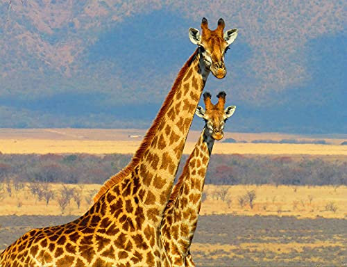 hansepuzzle 76446 - Giraffen Puzzle 1000 Teile - Natur-Puzzle mit hochwertiger Aufbewahrung: Kartonbox und wiederverschließbarem Beutel - Format 60 × 46 cm