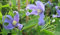 Clematis integrifolia botanische Art (60-100 cm) - Waldrebe/Klematis