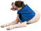 PawPride Dog Cooling Bandana - Lightweight Bandana for Dogs and Cats, Dog Cooling Collar for Summer Comfort, Soothing Collar for Pets, Breathable Pet Accessory
