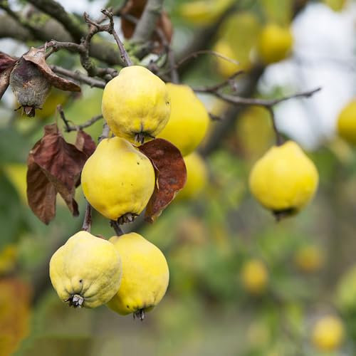 Acquista semi di cotogno semi di frutta - Serie Piante Rare - albero decorazione vegetale albero da frutto, mele cotogne piante biologiche resistenti per il giardino da balcone 25pcs