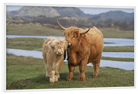 artboxONE Poster mit weißem Rahmen 30x20 cm Sehenswürdigkeiten Tiere Highland Rinder - Bild Natur Highland Natur