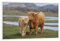 artboxONE Poster mit weißem Rahmen 30x20 cm Sehenswürdigkeiten Tiere Highland Rinder - Bild Natur Highland Natur