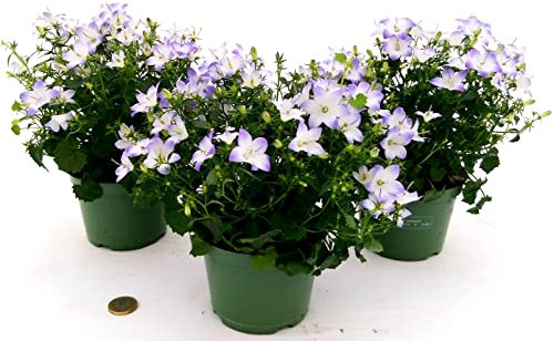POWERS TO FLOWERS - CAMPANULA BICOLORE, 3 PIANTE VASO 12CM, piante vere
