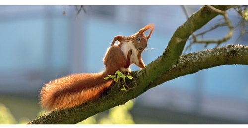 Postkarte PANORAMA +++ GEO von modern times +++ FRECHES EICHHÖRNCHEN * XXL +++ BK.EDITION GEO © CORDNG, Carsten