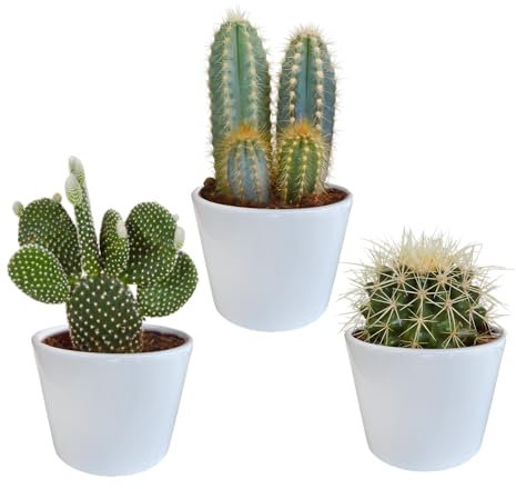 Kakteen | Kakteen Mix in weißem Topf | 3 Stück | diverse Sorten | Ø 13 cm | ↕ 17-23 cm | Pflegeleichte Zimmerpflanzen |inklusive farblich abgestimmtem Übertopf