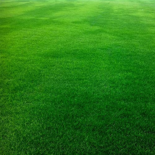 Haloppe 10000 Stück Festuca Arundinacea Pflanzensamen für die Bepflanzung des Hausgartens, Festuca Arundinacea Samen Fußballplatz Golfplatz Rasen Gras Dekor Saatgut
