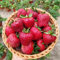 300 pcs Erdbeeren Samen, Erdbeersamen gartenpflanzen winterhart mehrjährig, Erdbeeren Samen Mehrjährig Indoor Gewächshaus, Exotische Pflanzen Samen bio samen, garten hochbeet exotische
