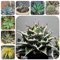 250 pcs Agaven Samen balkonpflanzen, indoor kräutergarten Agaven Pflanzen - Agave americana - steingartenpflanzen winterhart, hydrokultur pflanzen zimmerpflanze exotische pflanzen