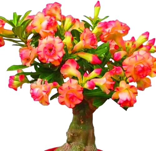 Die Wüstenrosen - (Adenium) Winterharte mehrjährige，Seltene Rosen，Einfach zu Pflegen，Schnelles Wachstum-mit Auffälligen Blüten (A, 2 Knolle)