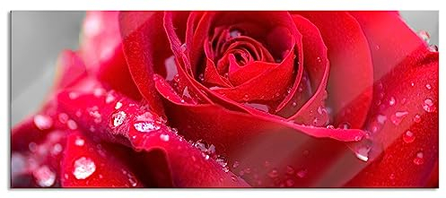 Pixxprint Glasbild Panorama, Wandbild aus Echtglas, Rose mit Wassertropfen, 100x40 cm, inkl. Aufhängung und Abstandshalter