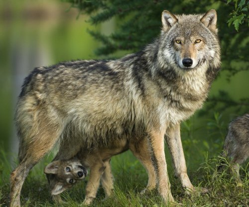 3D-Postkarte / Lentikular Karte Wölfe WOLFS-MAMA MIT KIND -