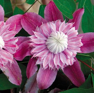 Clematis, Josephine Seeds - Treasuresbylee - 10 Josephine