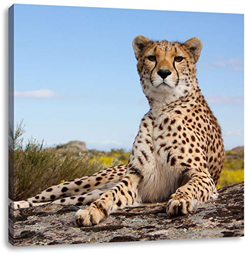Pixxprint Gepard in Savanne, Größe: 60x60, Leinwandbild Quadratisch, Wandbild, Kunstdruck, fertig bespannt
