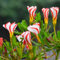 Oxalis-Zwiebeln,Winterhart MehrjäHrig, Topfpflanzen,Oxalis Knollen，Kleine Blumen,Garten,Bodendecker,Oxalis Pflanze，Winterhart，Oxalis Versicolor Knollen-8zwiebeln-A