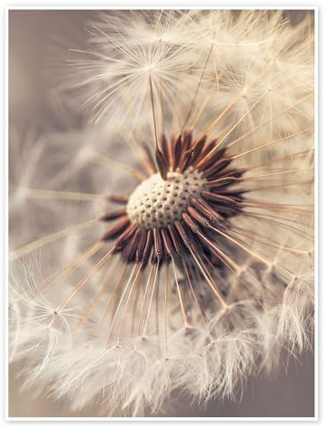 Posterlounge Pusteblume – Nahaufnahme Poster | 30 x 40 cm von Julia Delgado Sepia Wandbilder Wanddeko