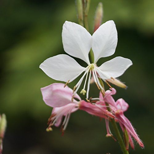 Blumixx Stauden Gaura lindheimeri - Prachtkerze, im 0,5 Liter Topf, rosaweiß blühend