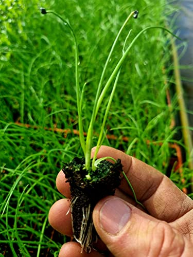 Spring Onion Plants - Grow Your Own from Our Premium Quality Plants (6)