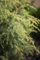 Juniperus communis 'Schneverdinger Gold Machangel' 40-60 cm - Gemeiner Wacholder, goldgelbes Laub, immergrün, ideal für Hecken und Kübel, pflegeleicht und winterhart