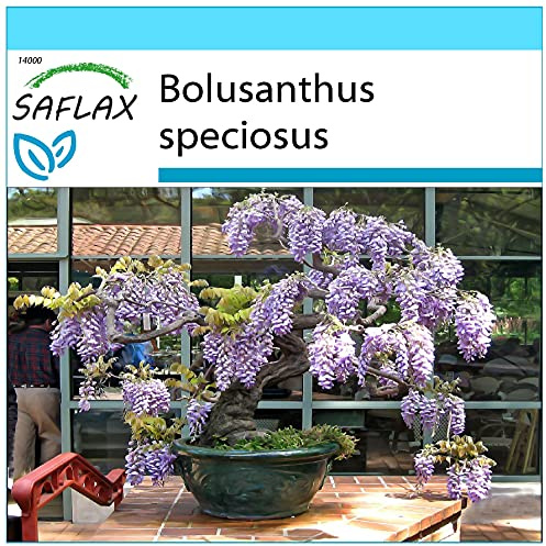 SAFLAX - Gift Set - Bonsai - African Wisteria Tree - 15 Seeds - Bolusanthus speciosus