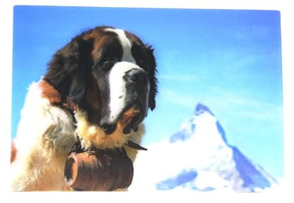 3 D Ansichtskarte Bernhardiner, Postkarte Wackelkarte Hologrammkarte Tier Hund