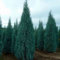 Arizona Cypress Tree Seeds (Arizona-Zypresse) 100 + Seeds