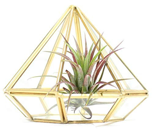 Terrarium géométrique en verre pour plantes succulentes, fougères, mousse, plantes, bijoux, balcon