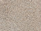 DecoMeister Papel Adhesivo Efecto Granito Lámina Autoadhesiva Para Muebles Armario Vinilo Decorativo Para Puertas Pared Cocina En Rollo Película Para Forrar 67,5 x 50 cm Granito Beige