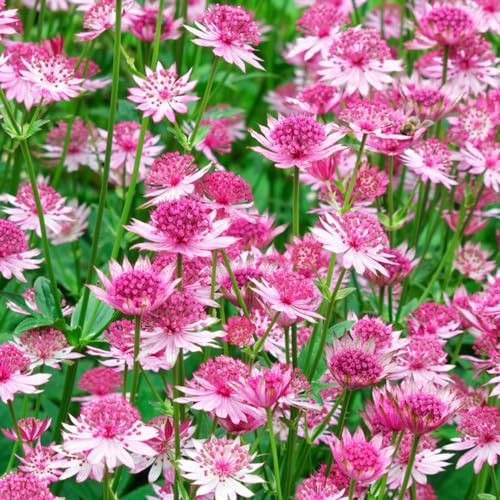 Sterndolde, bodendecker winterhart mehrjährig steingarten gartenblumen indoor gewächshaus blumenstauden pflanzensamen exotisch balkonblumen seltene kletterpflanzen exotische 50samen