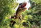 wandmotiv24 Fototapete T-Rex Dinosaurier Wald, S 200 x 140cm - 4 Teile, Wanddeko, Wandbild, Wandtapete, Dino Wald Tyrannosaurus M6471