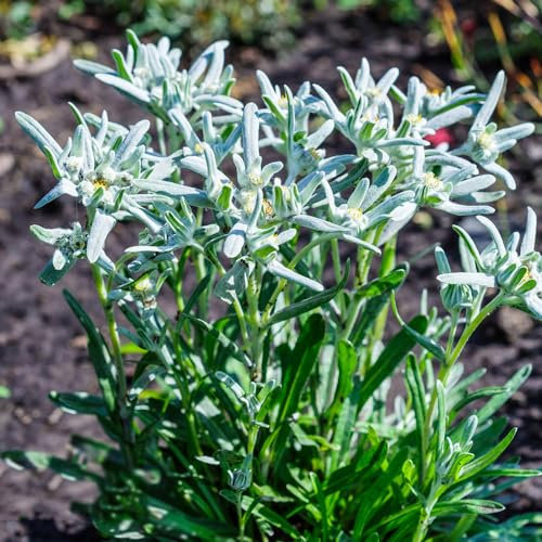 300 pcs edelweiss deko samen - pflanzensamen winterfeste pflanzen für garten Leontopodium alpinum,Alpen-Edelweiß blumenwiese samen mehrjährig winterhart bonsai topf praktische geschenke