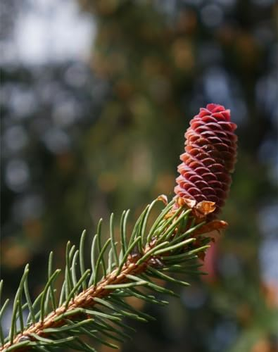 Puzzle 1000 Teile,Geschicklichkeitsspiel für die ganze Familie-Beule, Fichte, Ast 70x50cm