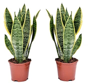 Plant in a Box - Sansevieria 'Futura Superba' - 2er Set - Zimmerpflanzen - Gelblicher Bogenhanf - Pflegeleicht - Topf 12cm - Höhe 35-40cm