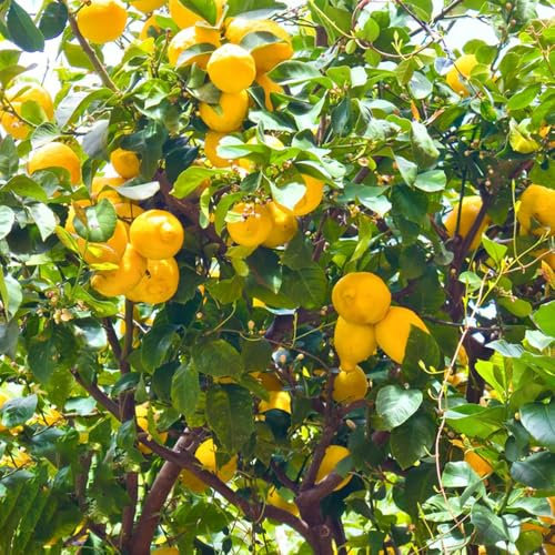 zitronenbaum winterhart samen - säulenobst winterhart samen zitronen samen samen zimmerpflanzen indoor garden zwergobstbäume zimmerpflanze garden bonsai samen obstbäume zimmerpflanzen 50pcs