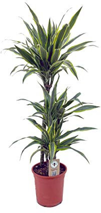 Dracaena Lemon Lime - 3 troncos - Altura total aprox. 1m. - Planta viva - (envíos sólo a península)