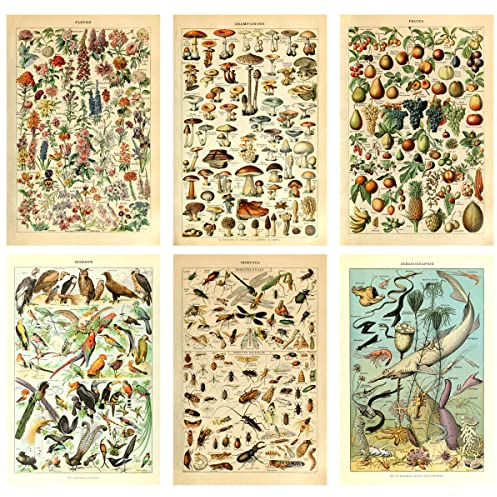 Meishe Art Kunstdruck-Set Botanische & Zoologische Illustrationen - Pilze, Blumen, Vögel, Insekten, Fische, Marine Tiere im Vintage-Stil, Wissenschaftliche Wanddekoration für Wohnzimmer (6er Set)